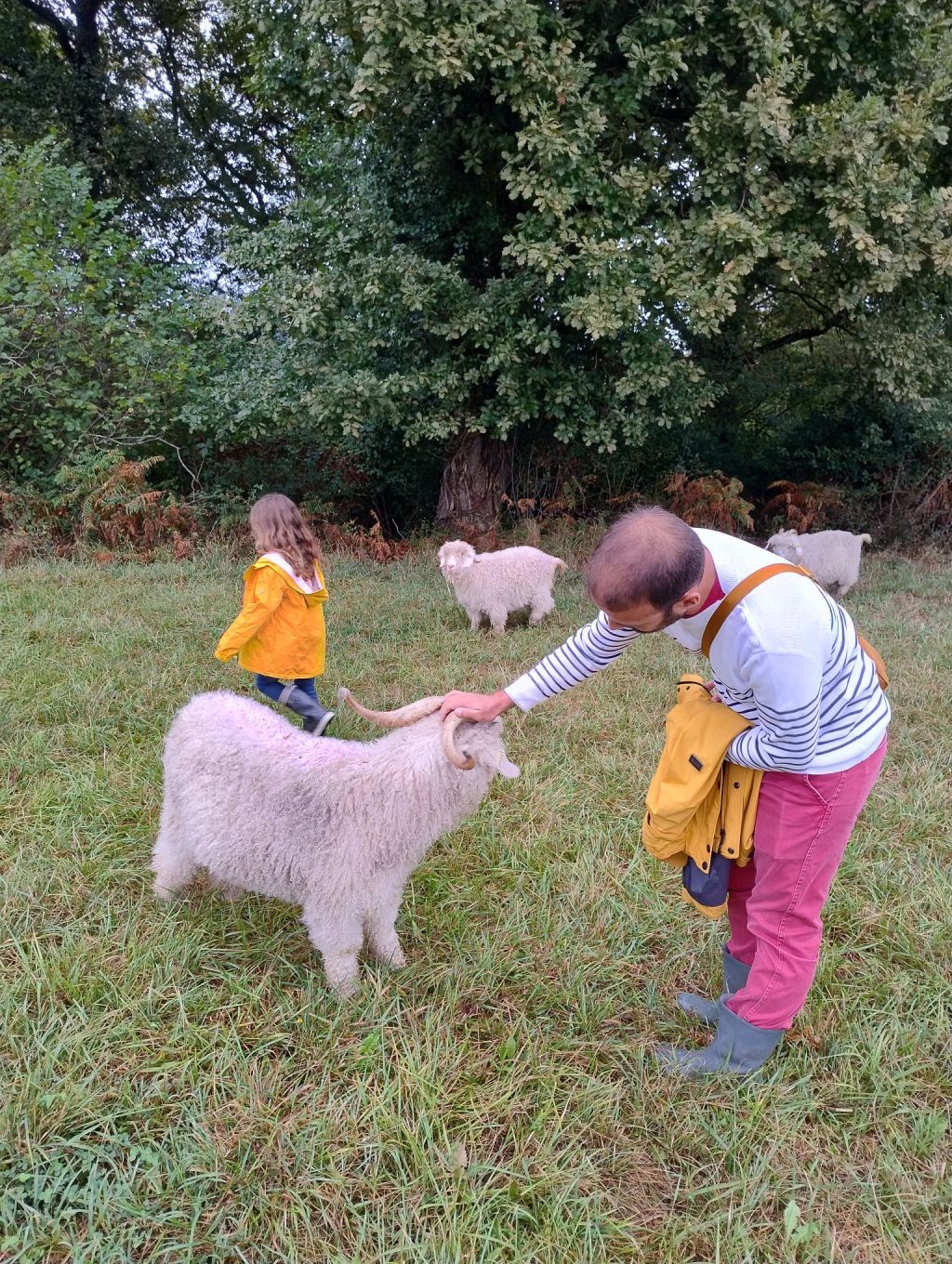 Découvrir le cycle de vie de la laine et caresser des chèvres angora au Borda&nbsp;d&rsquo;Arsaut